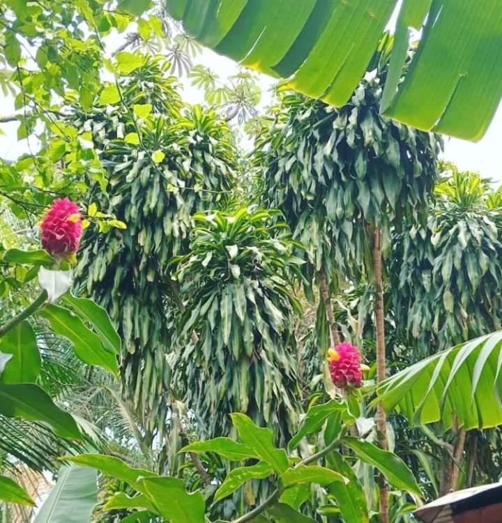 Posada Maria Iguazu Пуэрто-Игуасу Экстерьер фото